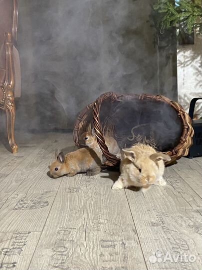 Карликовые кролики