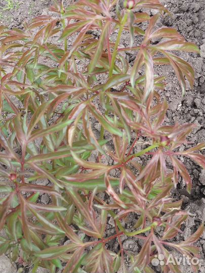 Пионы розовые