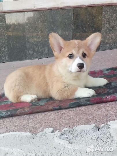 Вельш-корги пемброк