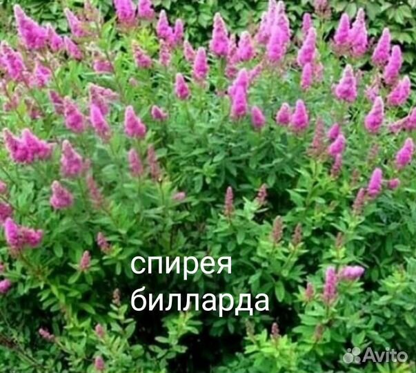 Многолетние цветы для сада