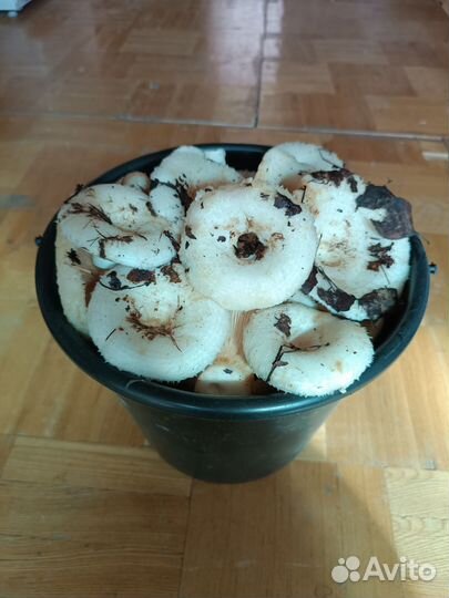 Грибы грузди свежие