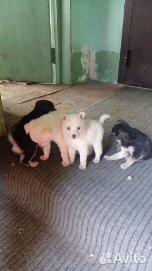 Отдам в добрые руки