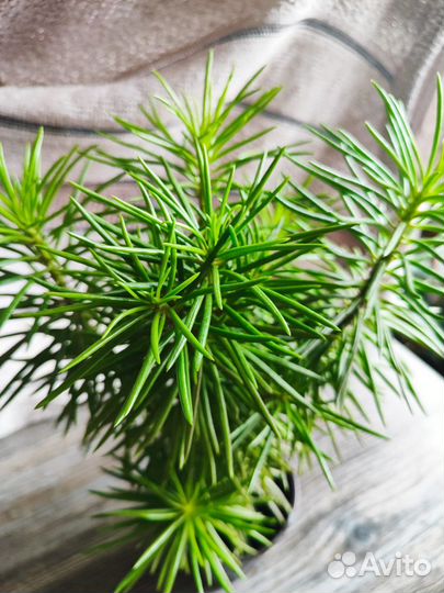 Суккулент синецио