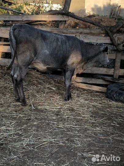 Корова телята