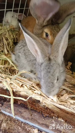 Кролики великаны