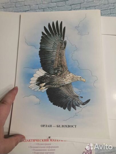 Карточки. Окружающий мир дидактические материалы