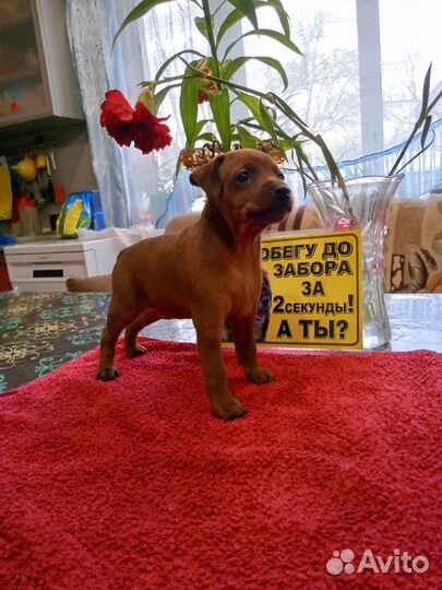 Щенки цвергпинчера