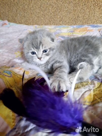 Шотландская