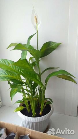 Спатифиллум