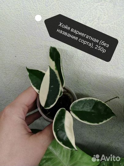 Комнатные растения часть 4