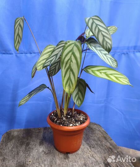 Ктенанта Оппенгейма молодые растения