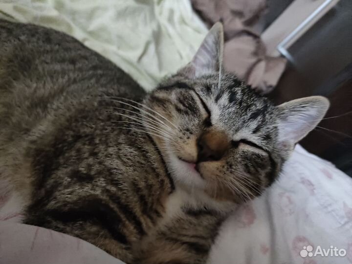 Кот