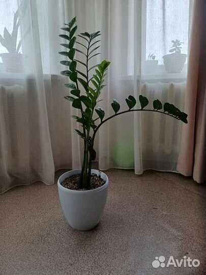 Замиокулькас