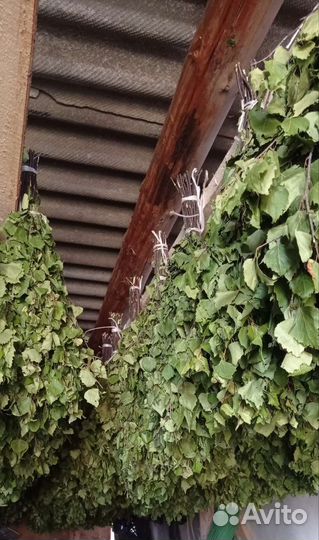 Березовые веники