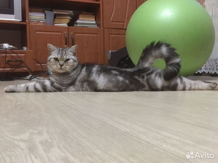 Кот на вязку