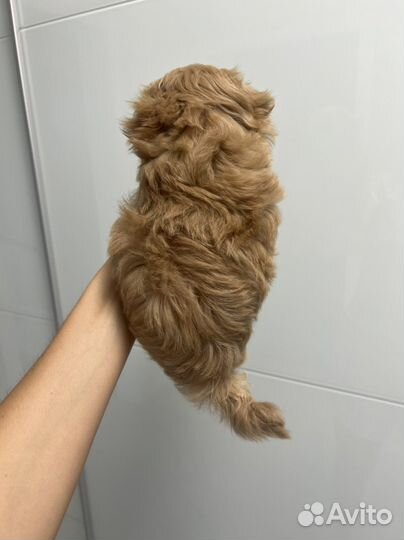 Мальтипу ф1 micro Korea ирис Меллер Baby Face