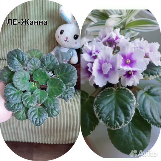 Сортовые фиалки