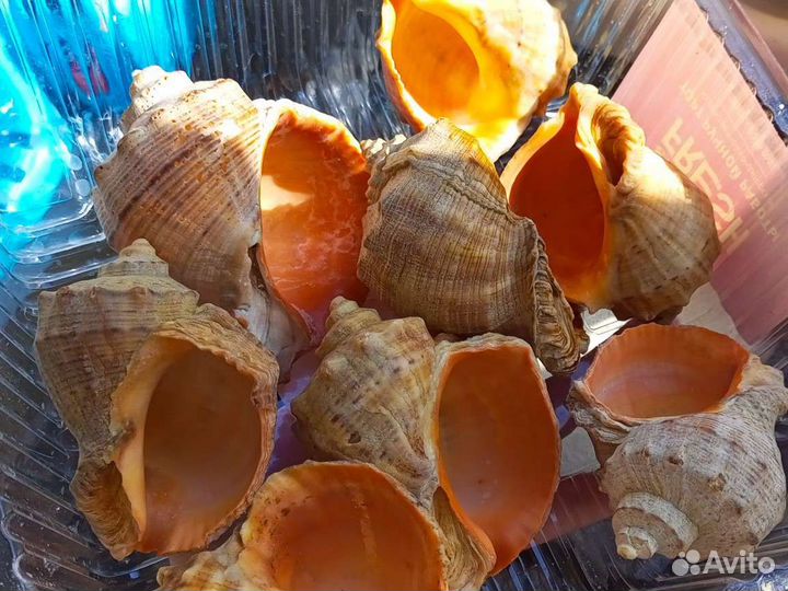 Морские раковины, камни, кораллы