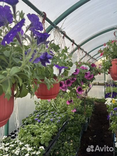 Рассада петунии, многолетники, бархатцы, виолы