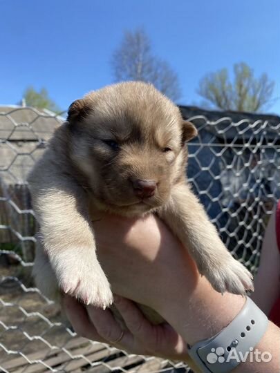 Щенки в добрые руки