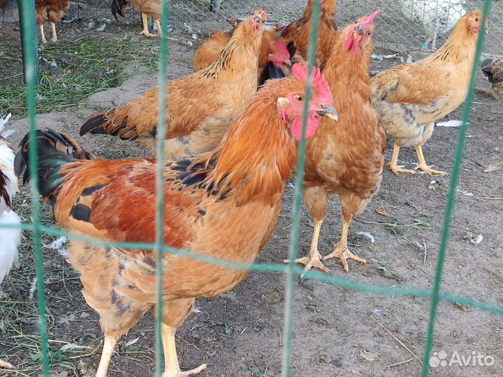 Петухи кученские юбилные