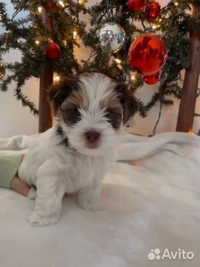 Мальчики и Девочки