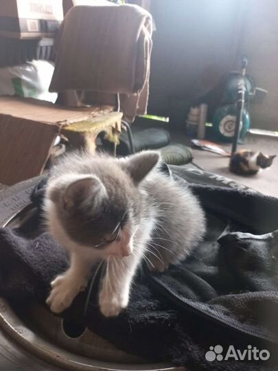 Котята