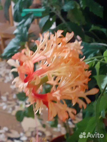 Сортовой гибискус Шизопеталус