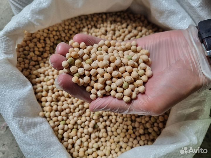 Горох оптом от производителя с Алтая