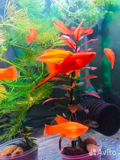 Флаговый меченосец