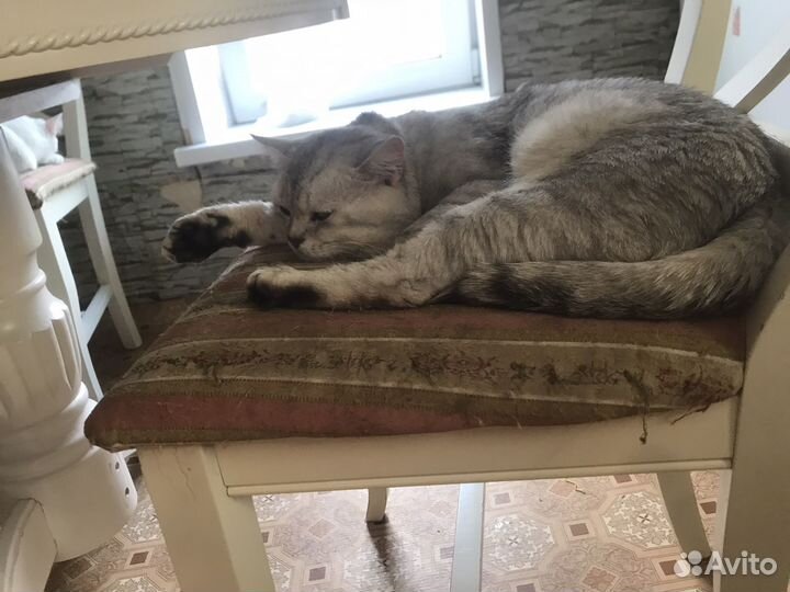 Шотландский кот вязка