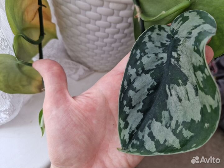 Сциндапсус