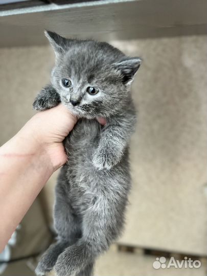 Британские котята