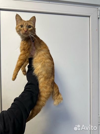 Коты, кошки, котята
