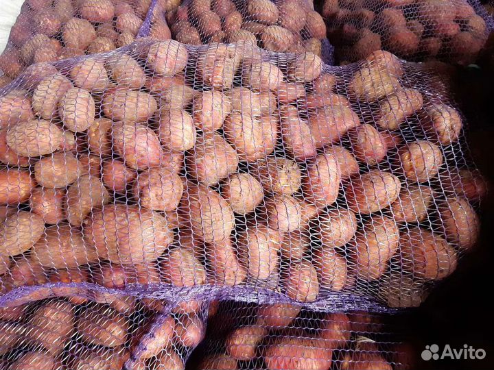 Продам картофель оптом