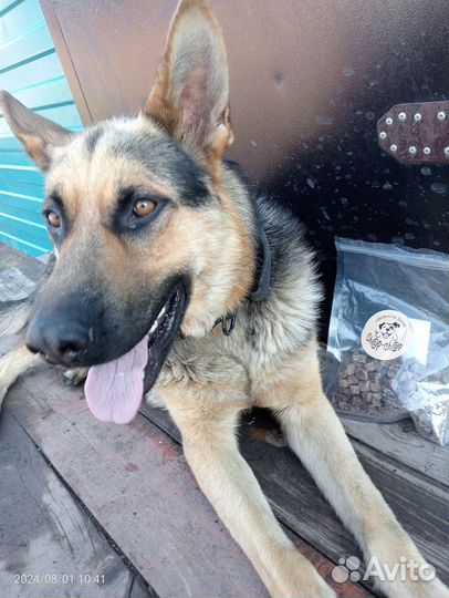 Продам немецкую овчарку