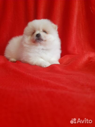 Померанский шпиц