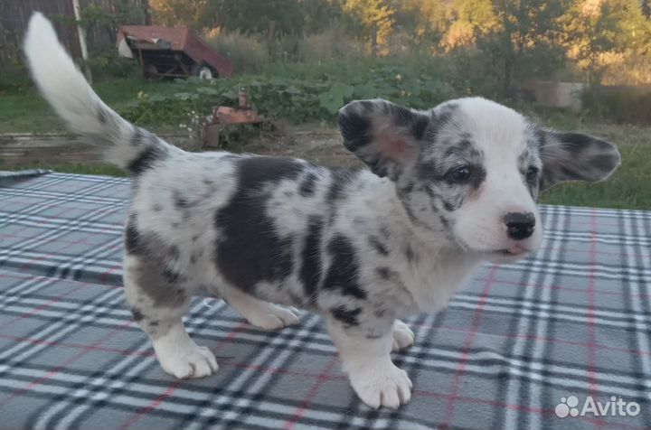 Вельш корги кардиган