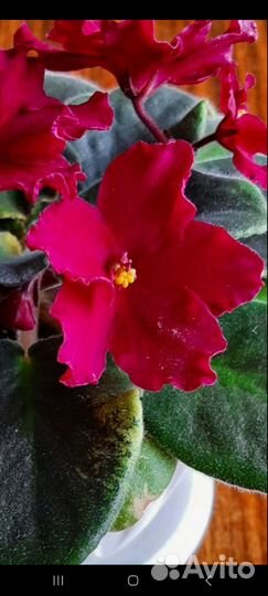 Сортовые фиалки