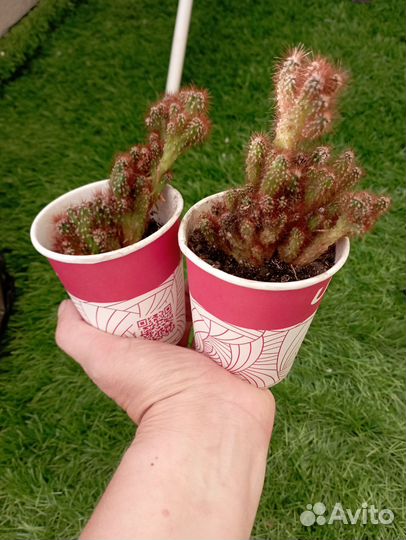 Кактус мягкий и пушистый