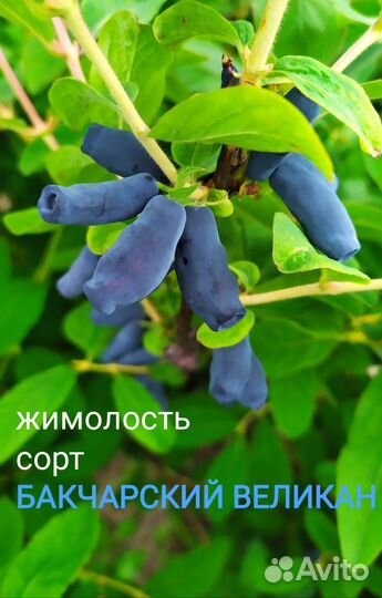 Саженцы жимолости