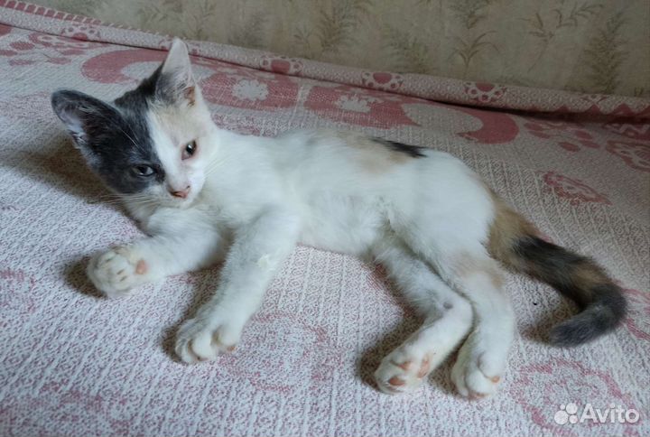 Прелестная юная кошечка ищет заботливую семью