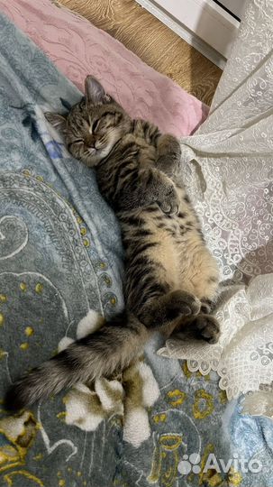 Шотланский котенок