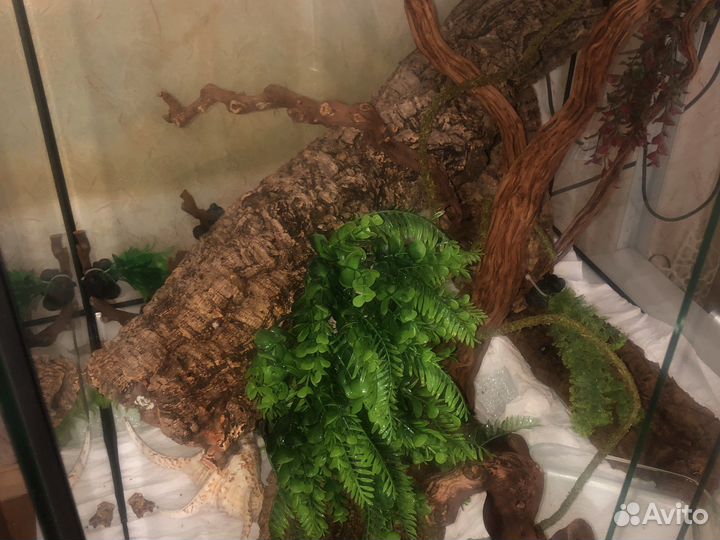 Кора пробкового дуба для Рептилий и пауков