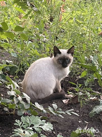 Котята в добрые руки бесплатно