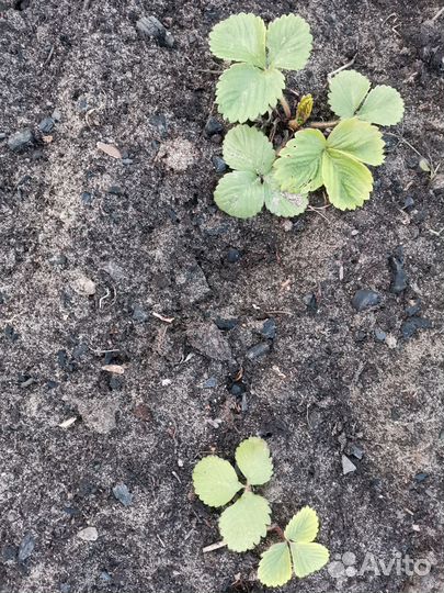 Саженцы рассада ремонтантной клубники