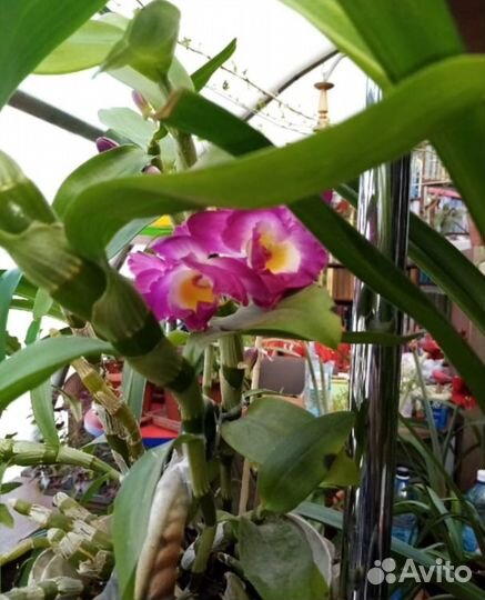 Орхидея дендробиум