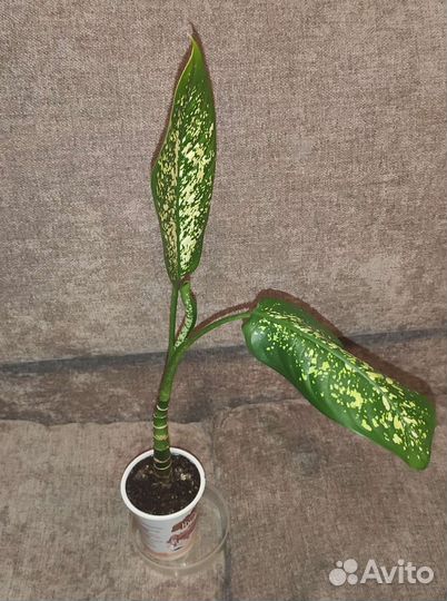 Диффенбахия