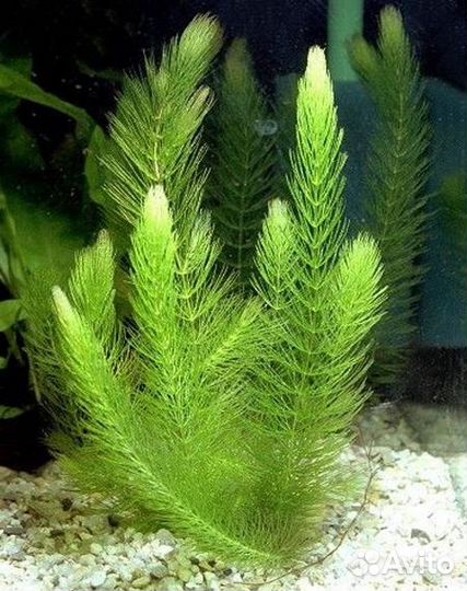 Хелена, Катушка, Мелания, Мариза