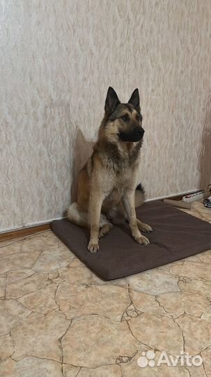 Восточно европейская овчарка